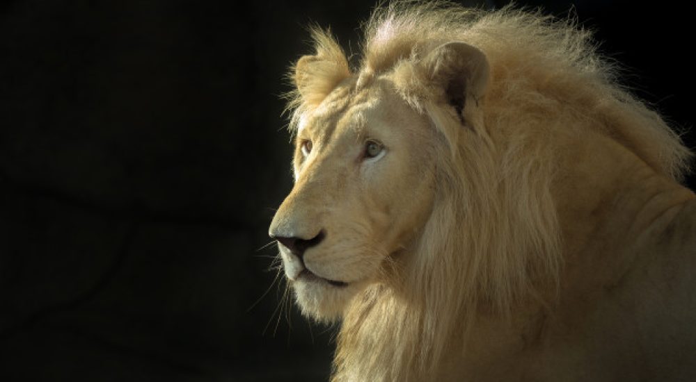 imposto-de-renda-2021